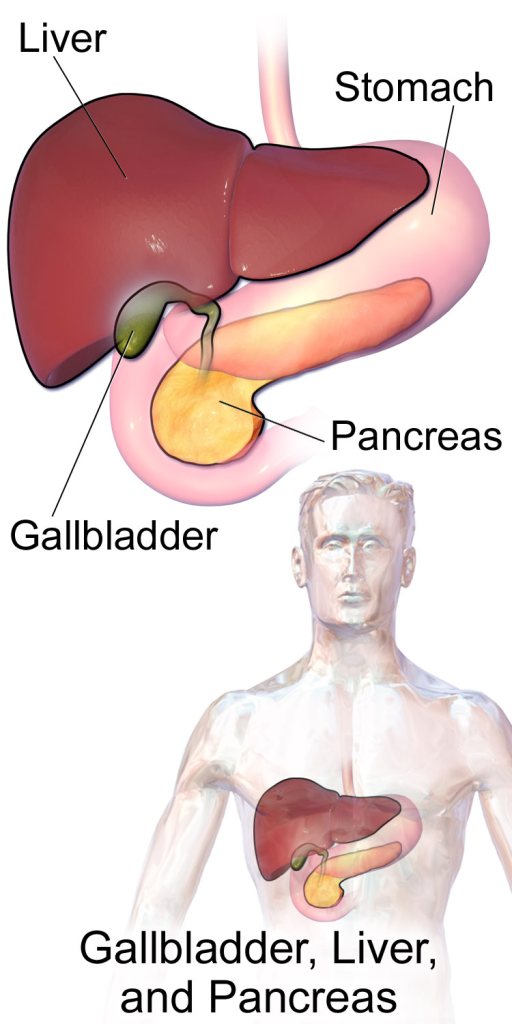 Blausen_0428_Gallbladder-Liver-Pancreas_Location